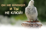 Он не клюнул и ты не клюй Он не клюнул и ты не клюй